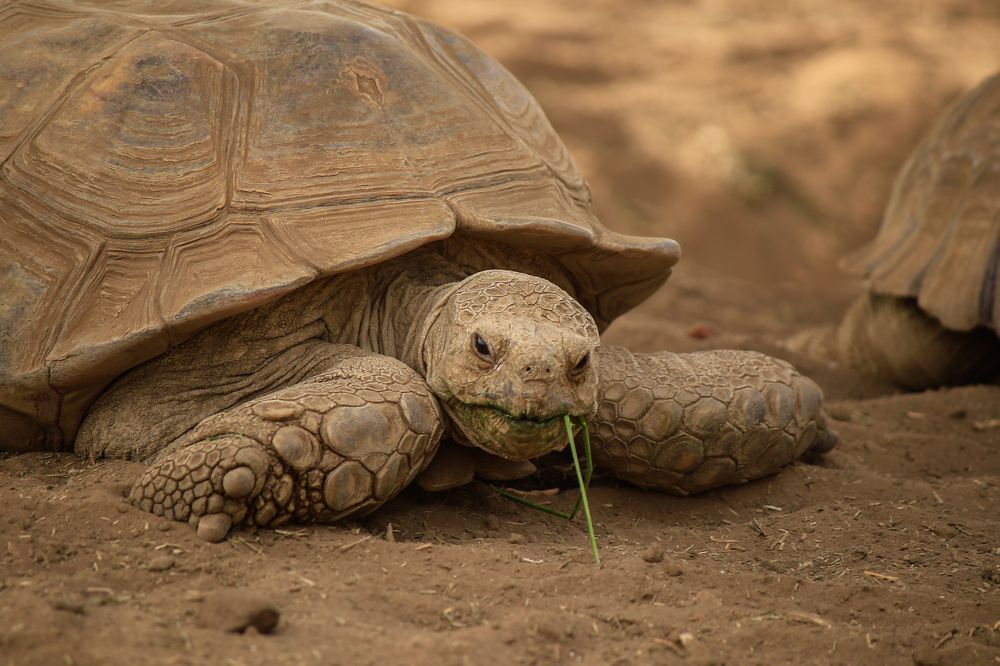 Photograph by Obada Abdelwahab Abdalla