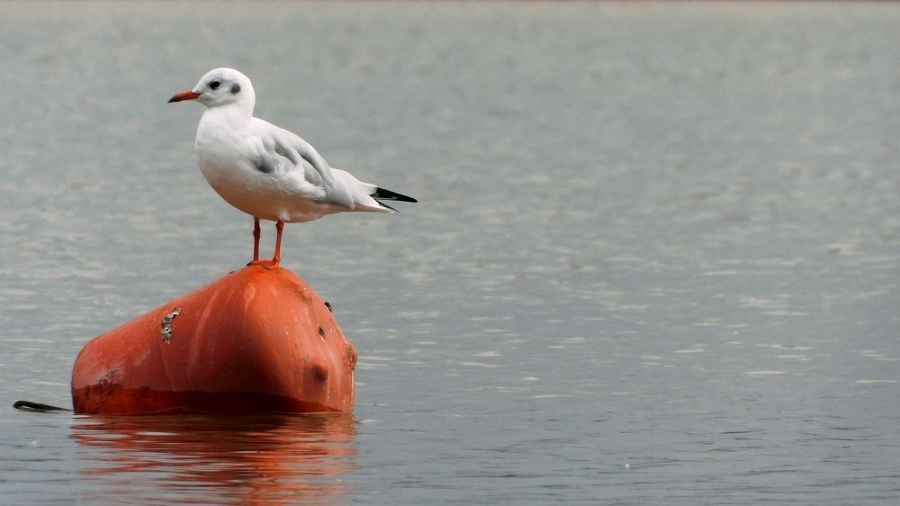 Photograph by Илья Ворошкевич