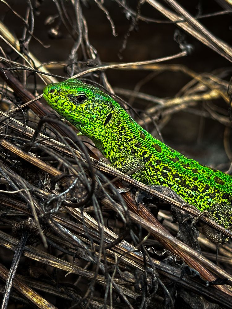 Photograph by Evgenia Privalova