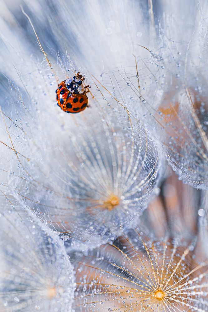 Photograph by Марина Сидоренко