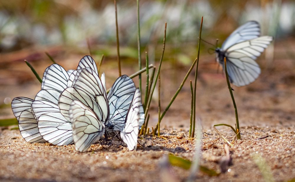 Photograph by Дмитрий Бутин