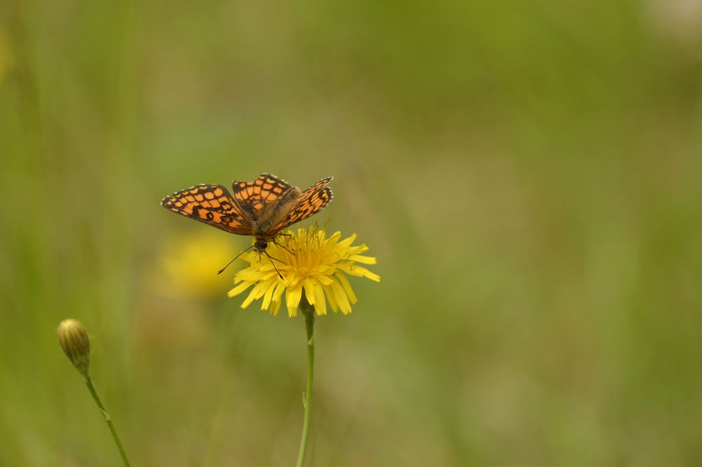 Photograph by Наталья