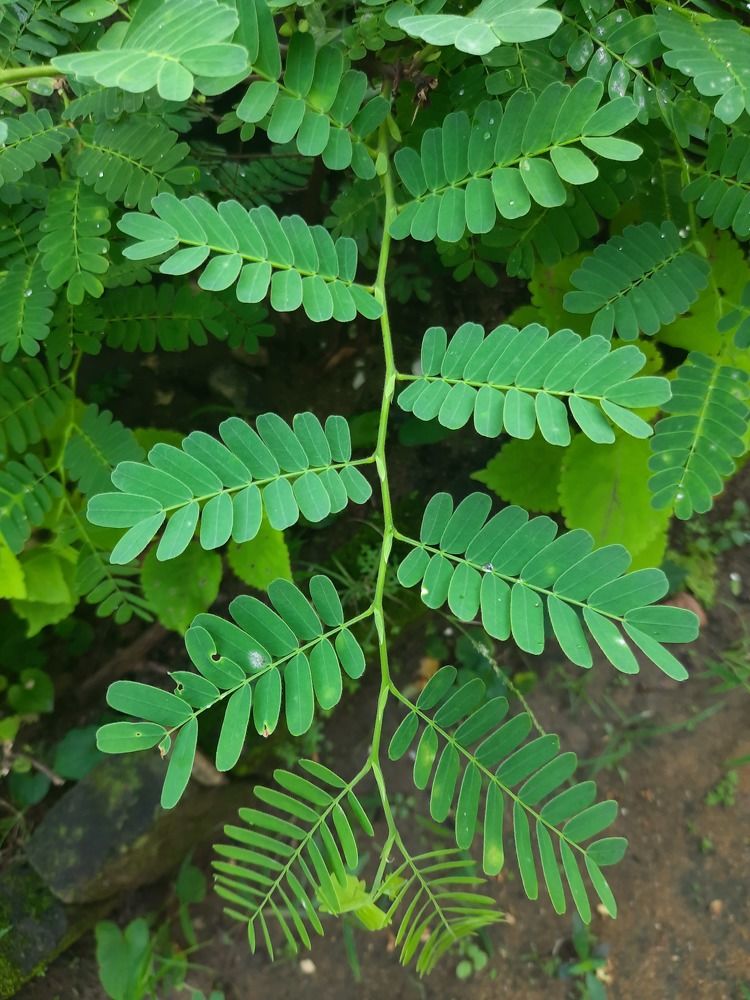 Photograph by Dimuth De Zoysa