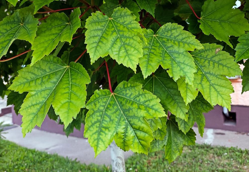 Photograph by Valery Kleymenov