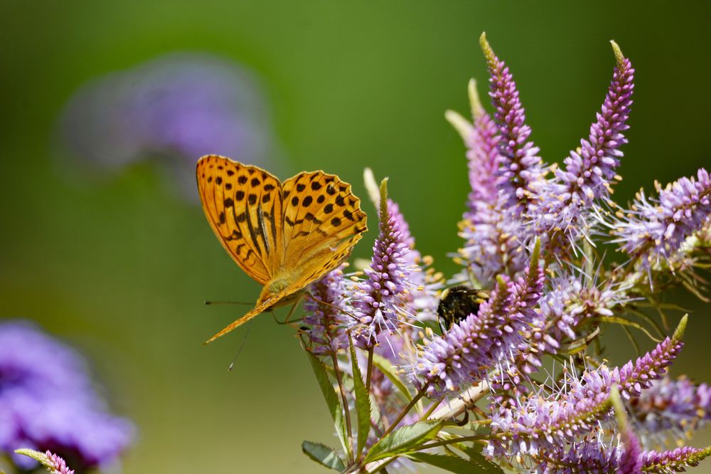 Фотография автора YANN JACOB