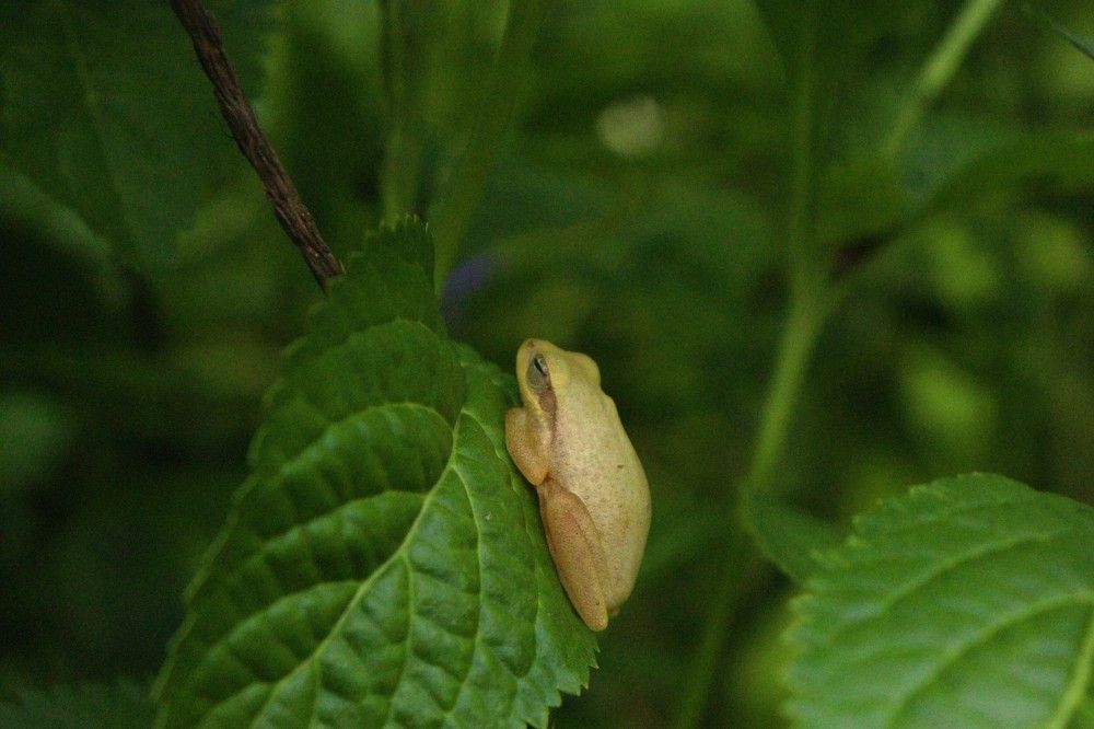 Фотография автора Atul Robin Hans