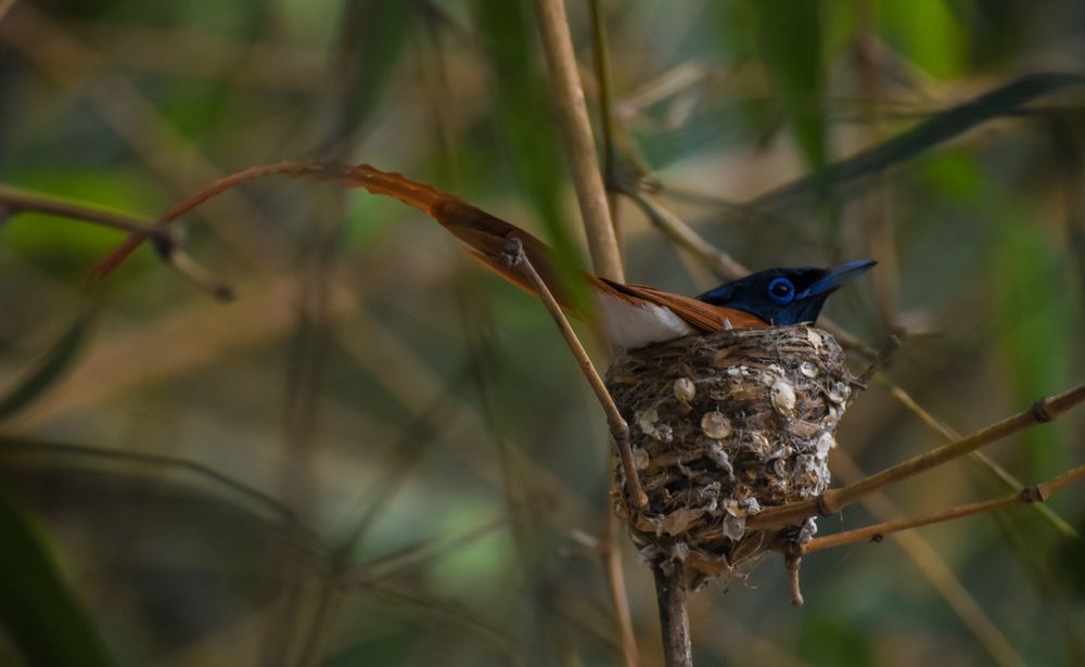 Фотография автора Tonmoy Maity