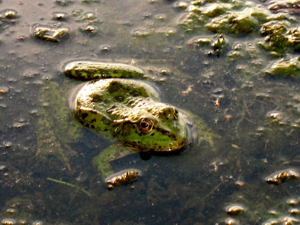 Асталависта Бейби / Hasta la vista, baby