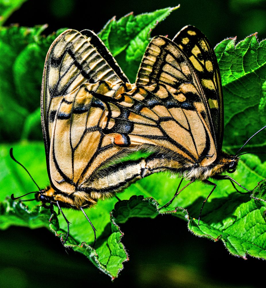 Photograph by Александр Мухин