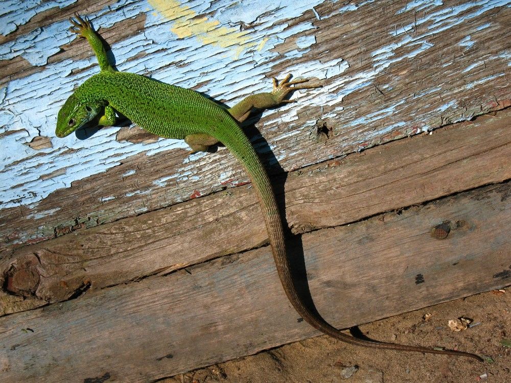 Модельное агентство LIZZARD (all rights resrved)