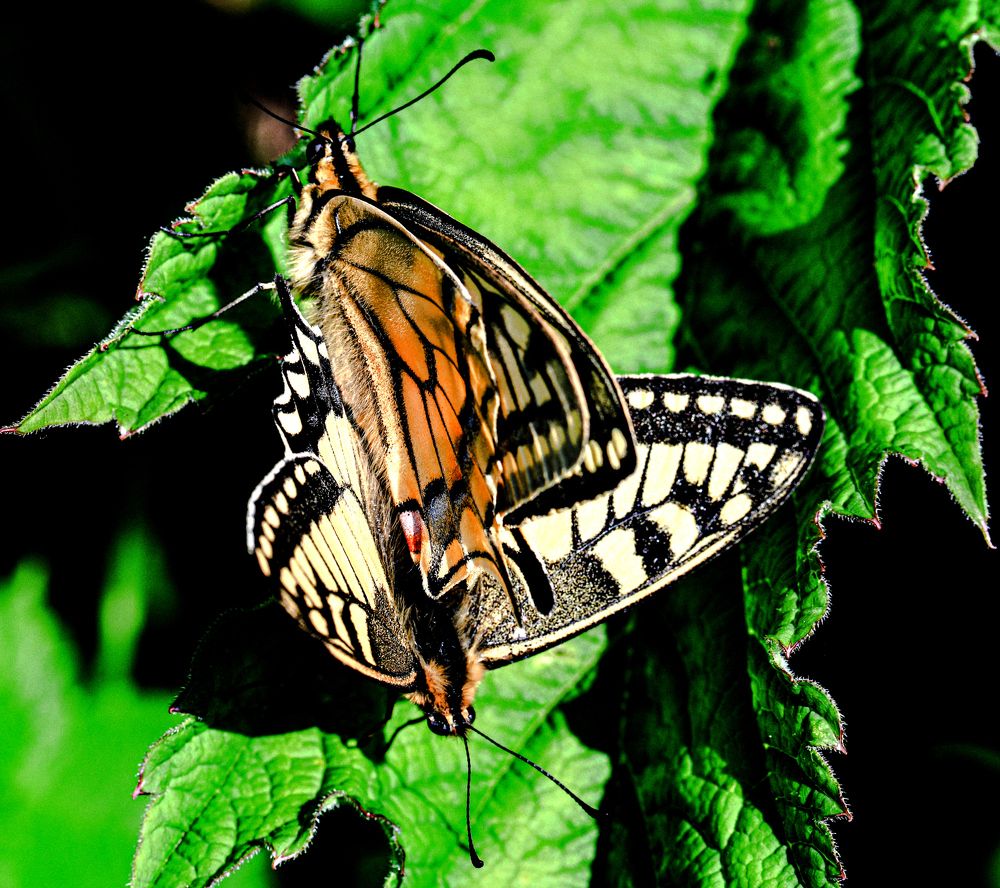 Photograph by Александр Мухин