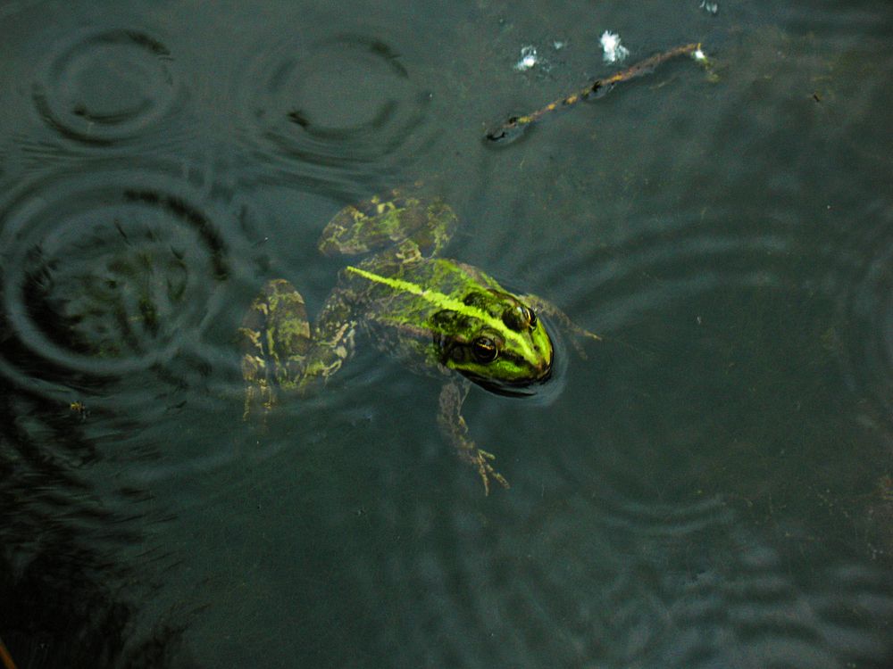 Дождливый денек / Rainy Day