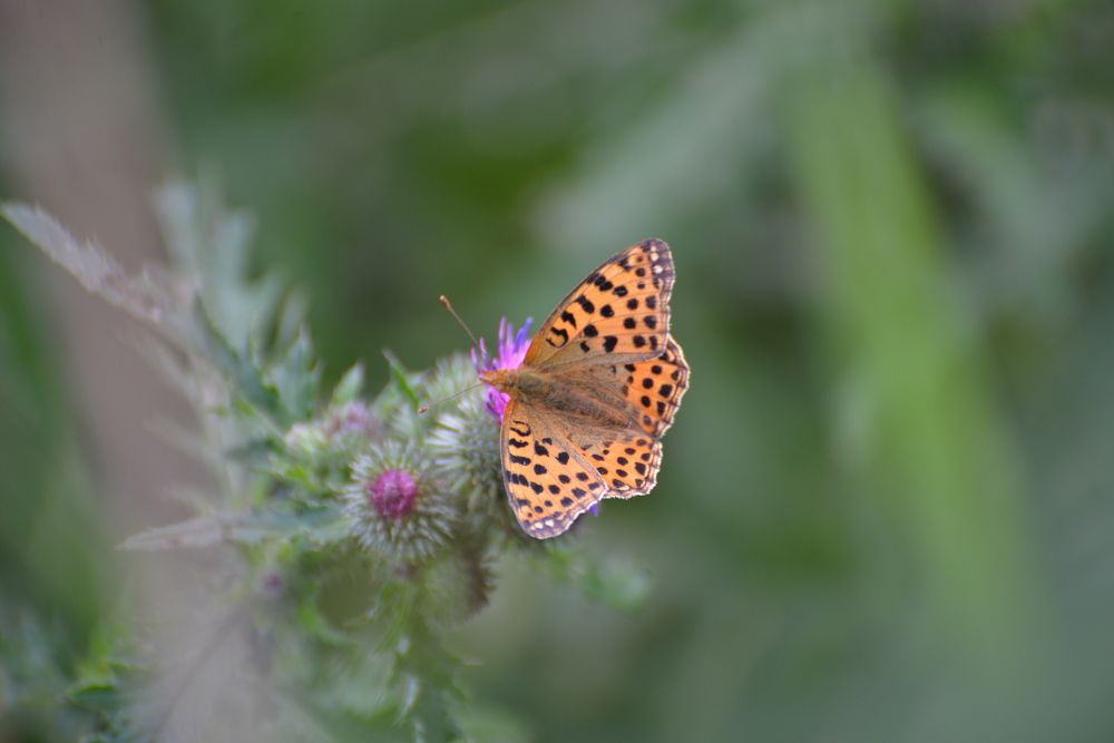 Фотография автора Ольга Круковская
