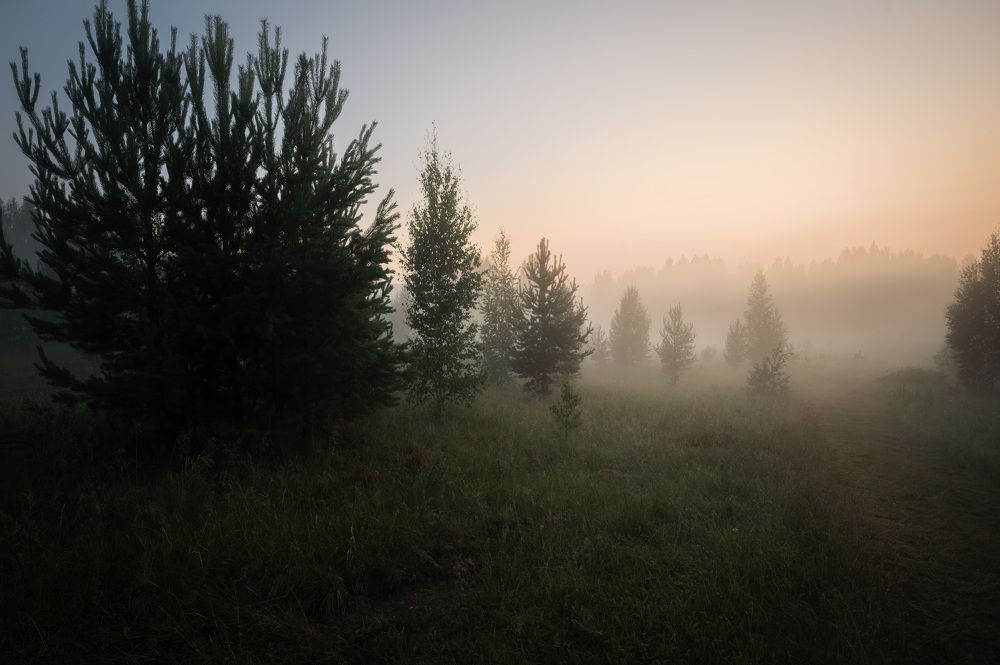 уральский лес