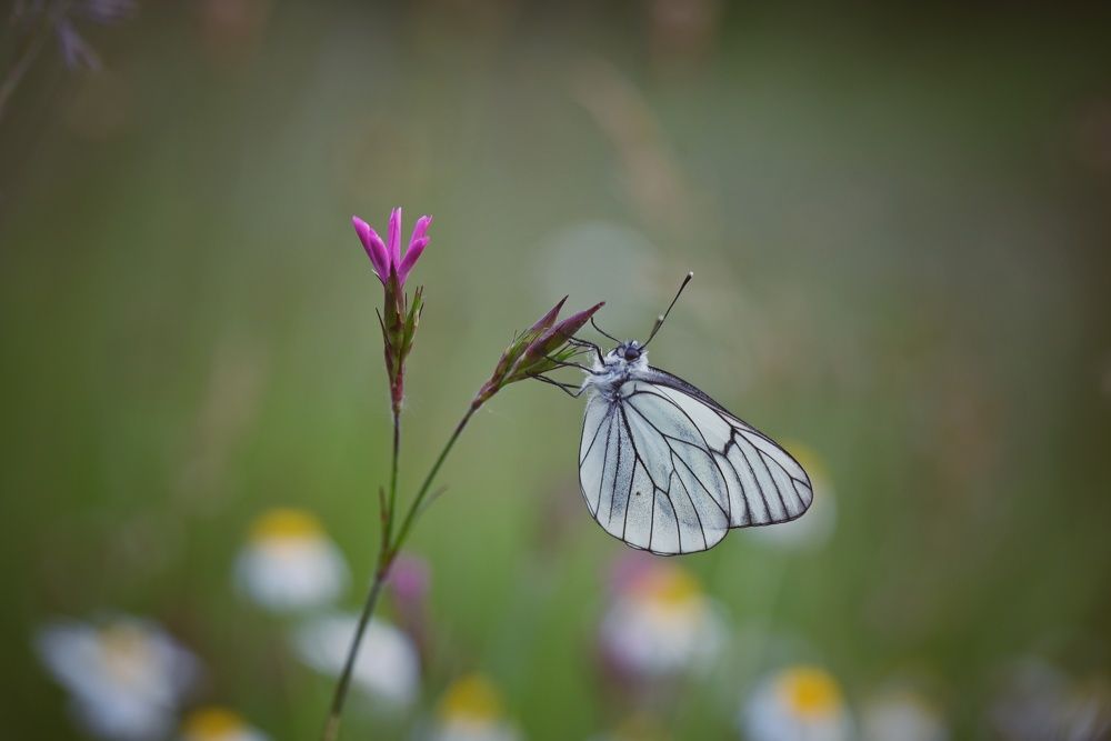 Фотография автора Герчев Николай