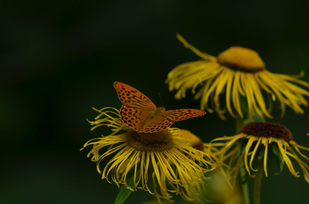 Photograph by Николай Абрамов