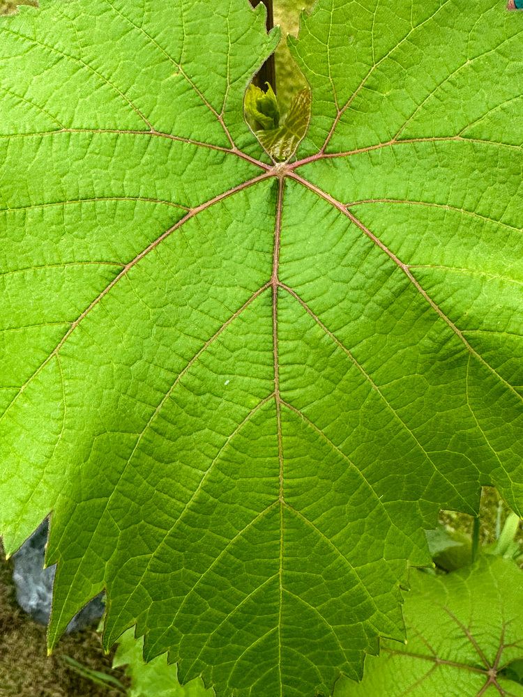 Photograph by Екатерина Слепнева