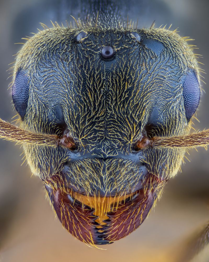 Ant portrait