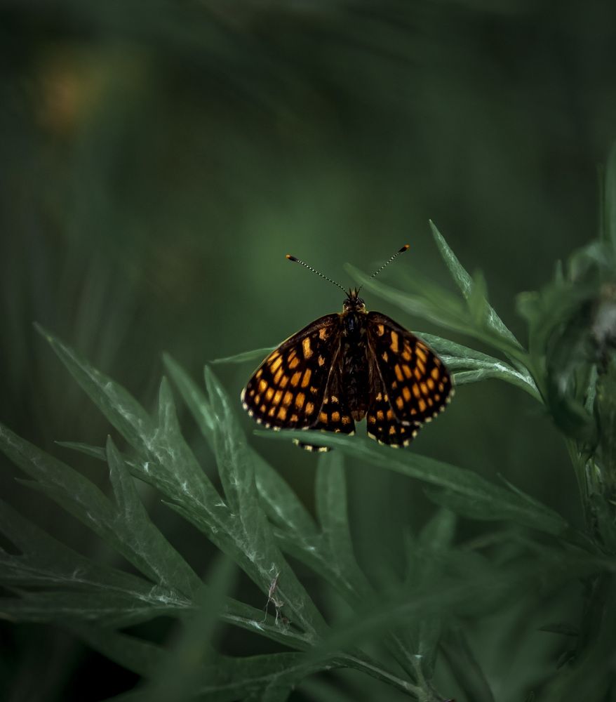 Photograph by 