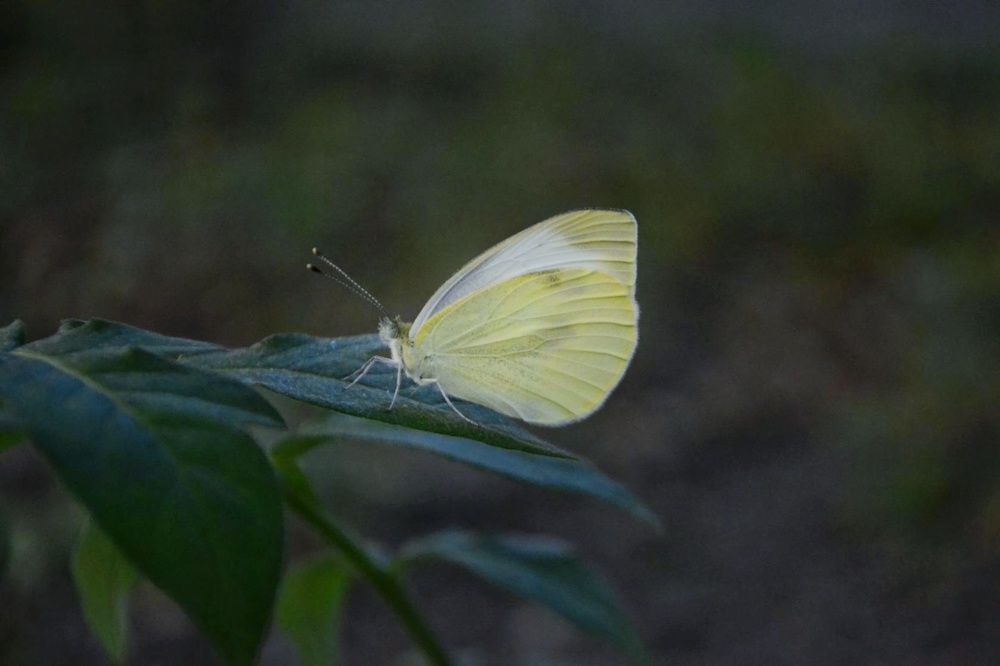 Photograph by Светлана Мазурова