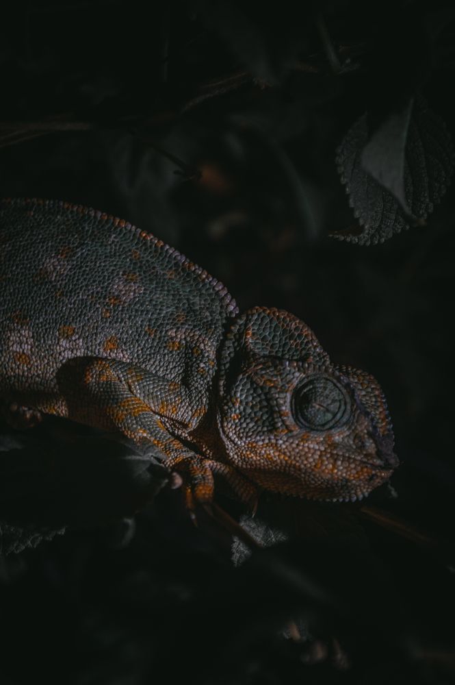 Photograph by rachid bendhiba