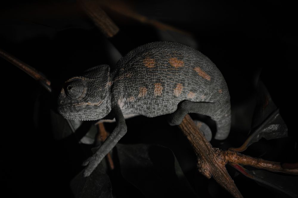 Photograph by rachid bendhiba