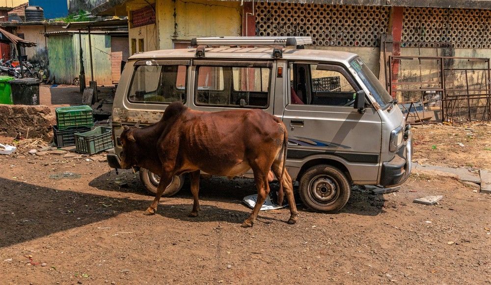 Фотография автора Максим Грибанов