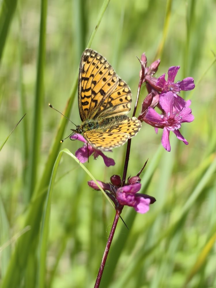 Photograph by Остап Благодатков