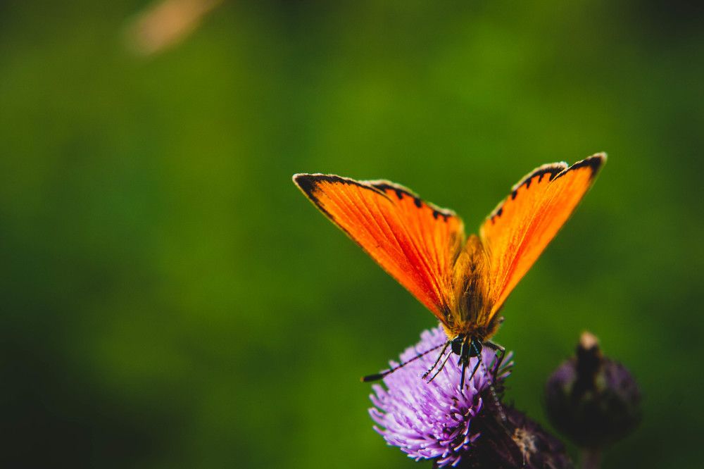 Фотография автора Ирина Гриценко
