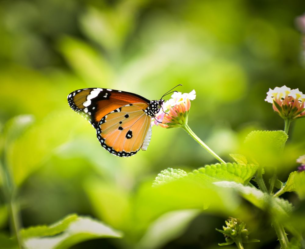 Photograph by Annwaina Deb