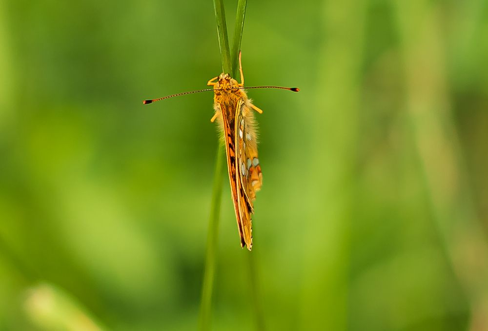 На травинке