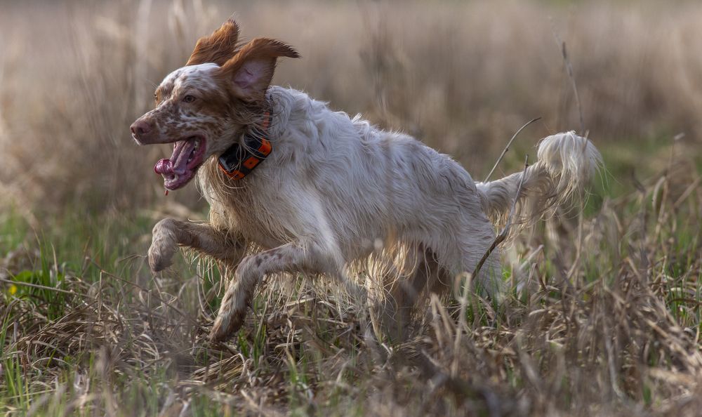 Photograph by Александр Чибиркин
