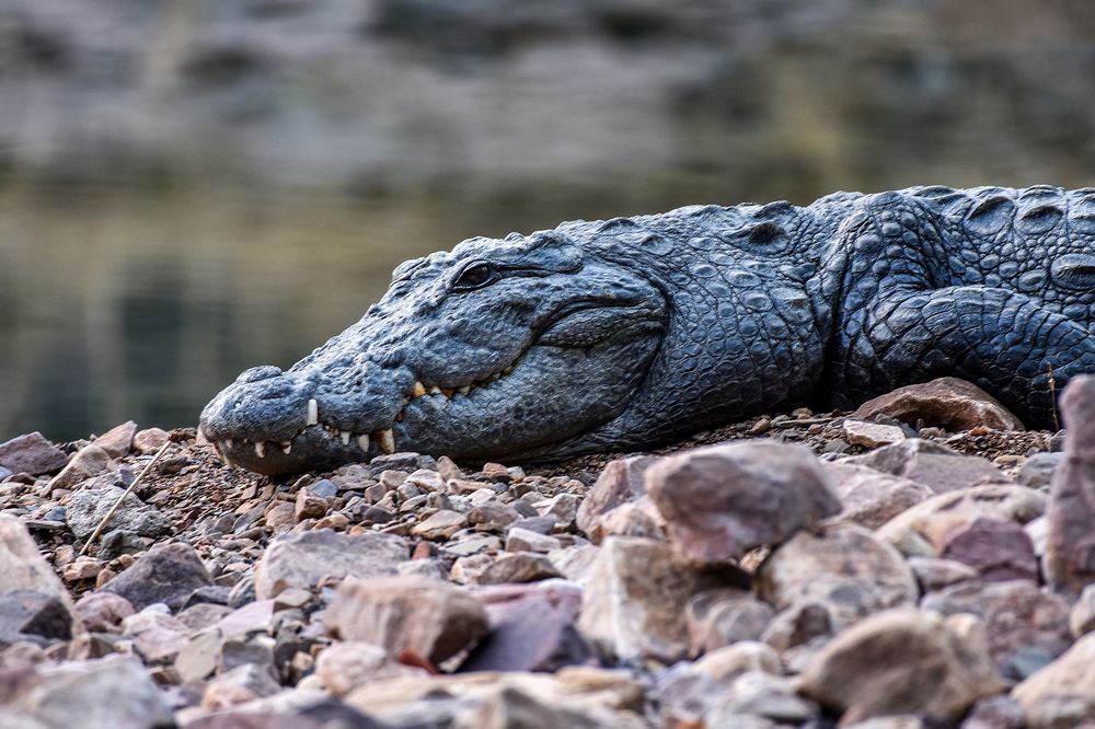 Photograph by Jaikumar Moorthi