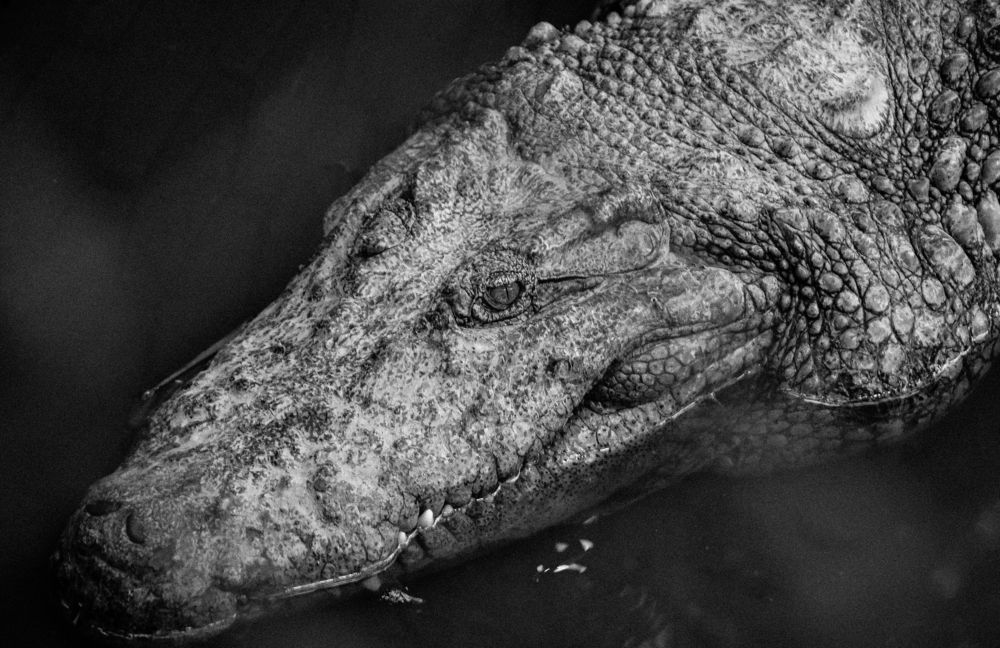 Photograph by Ngọc Phú Nguyễn