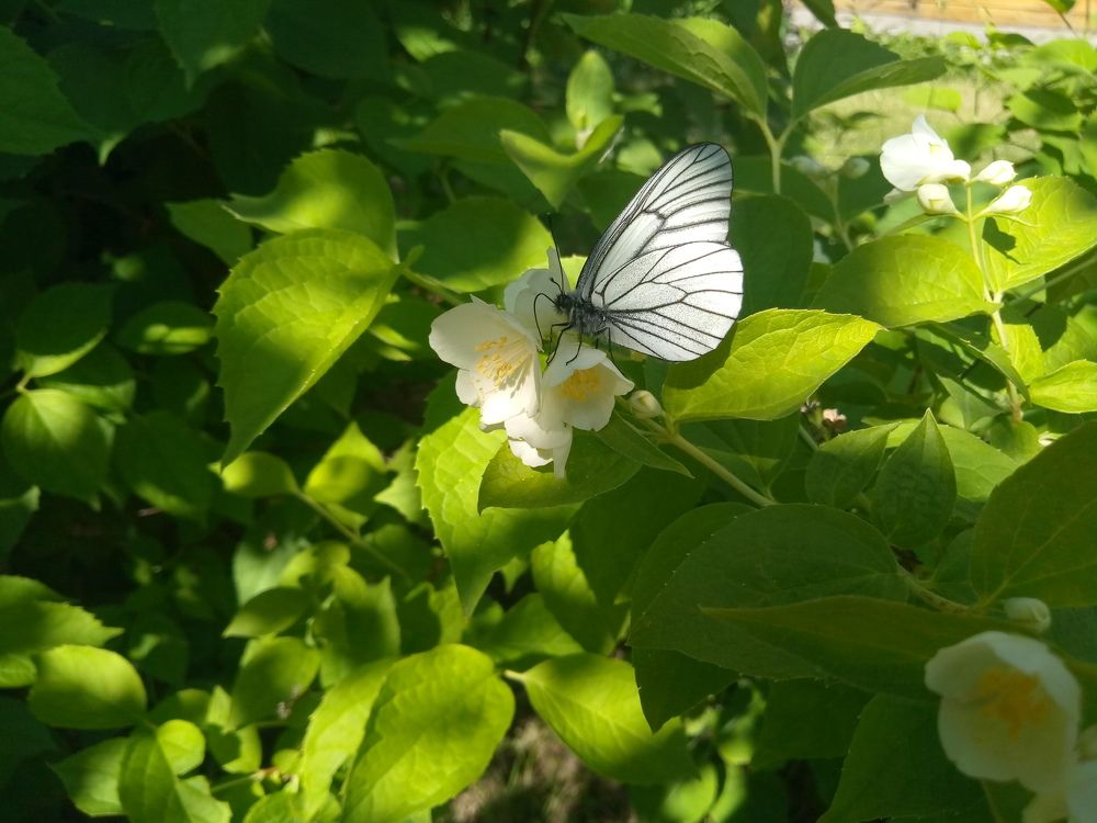 Photograph by Романова Екатерина