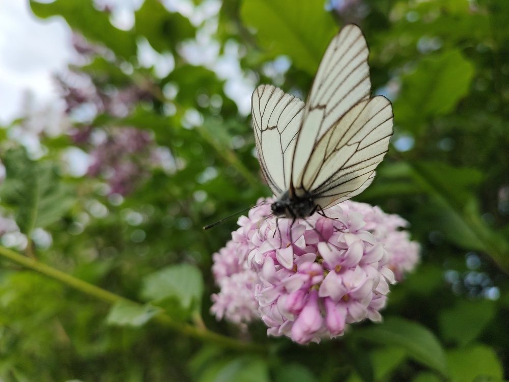 Photograph by Elena Chandran