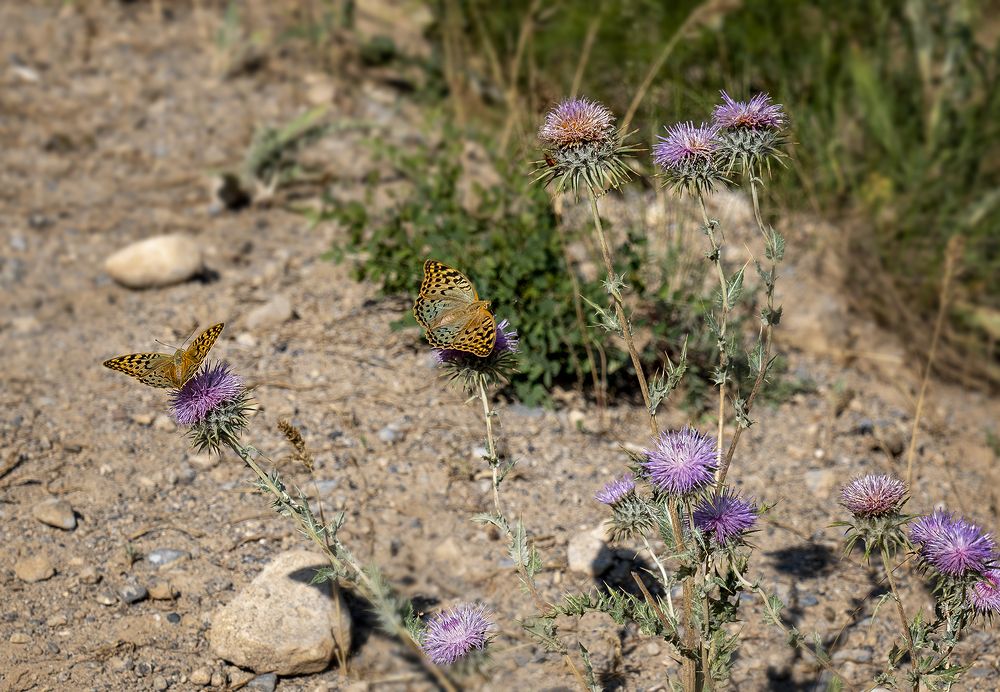 Photograph by Чунина Наталья