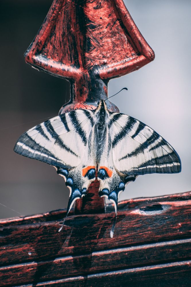 Фотография автора Belmin Becirspahic