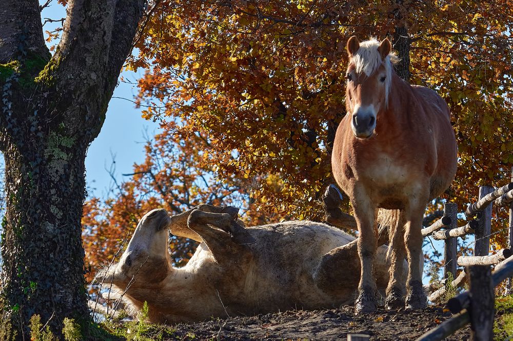 Photograph by Andrea Barlotti