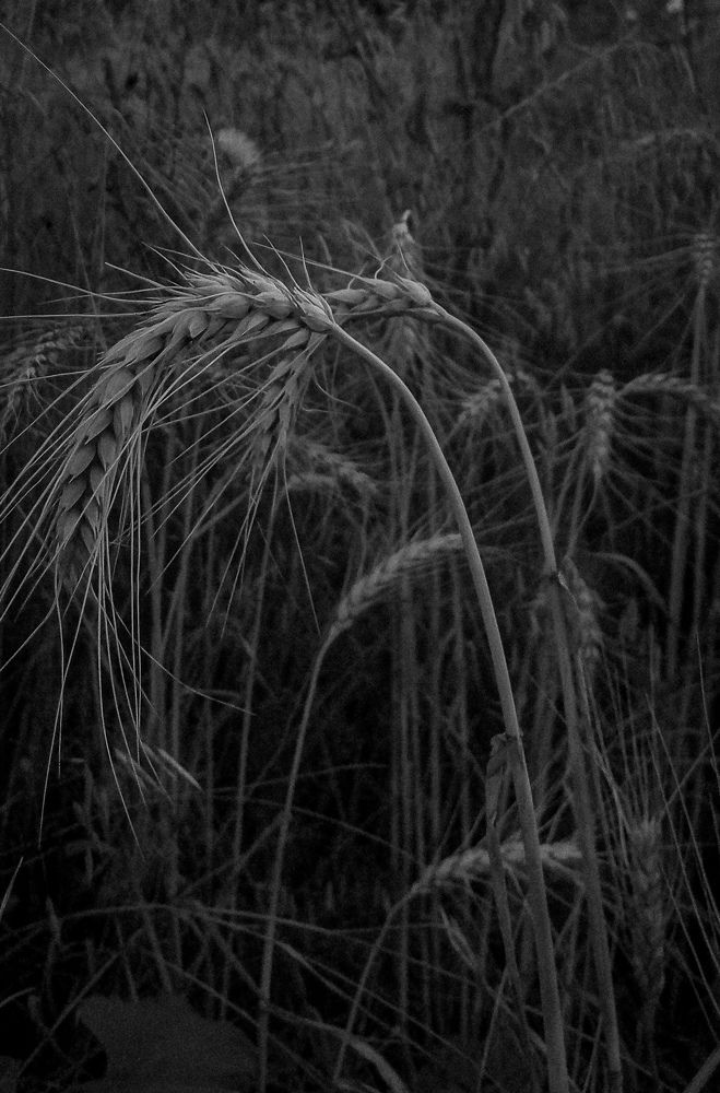 Photograph by Елена (Мори) Кузнецова