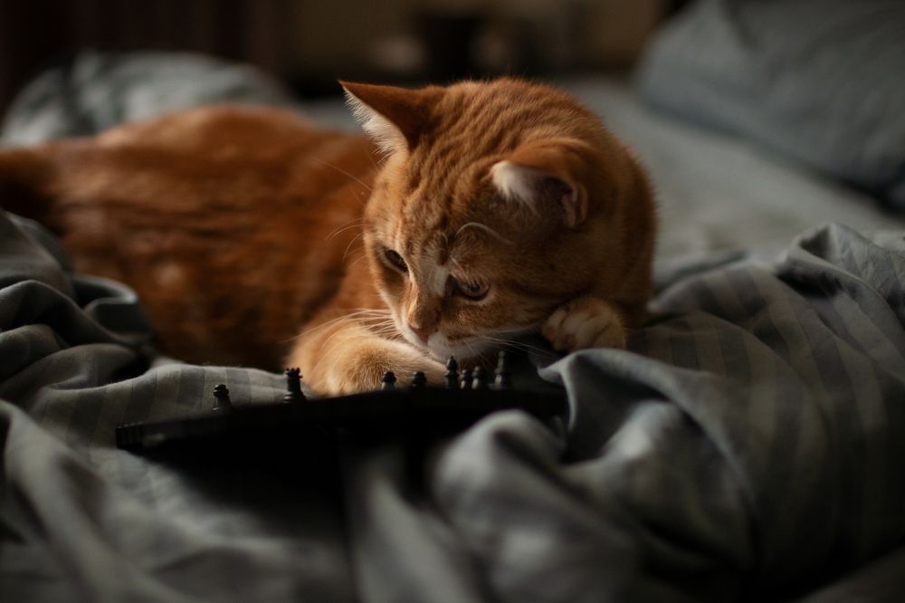 Photograph by Полина Коткина