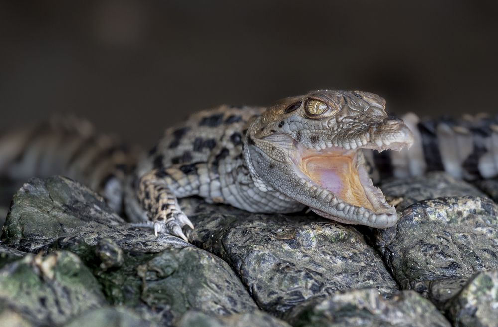 Photograph by Harsha Devalla