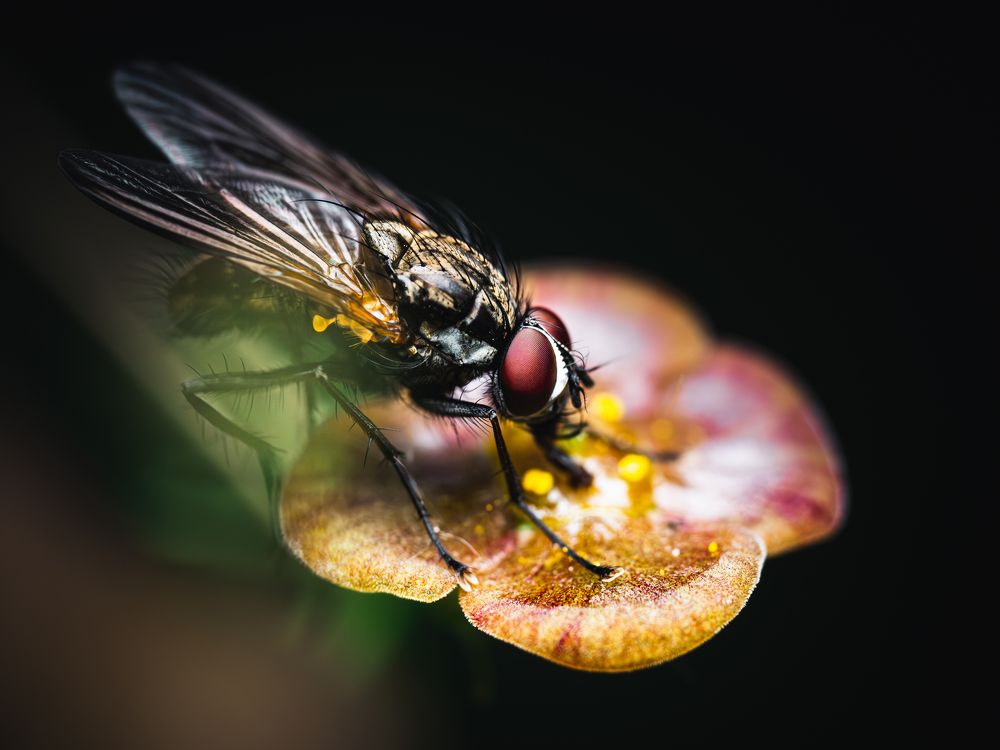 Photograph by Gevork Gukasyan