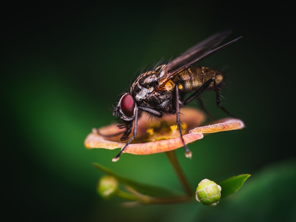 Photograph by Gevork Gukasyan