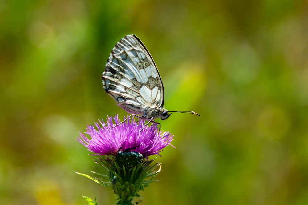 Бабочка-пестроглазка и жук.