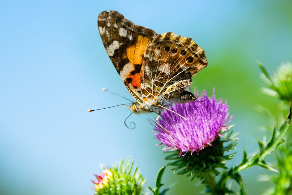 Бабочка репейница.