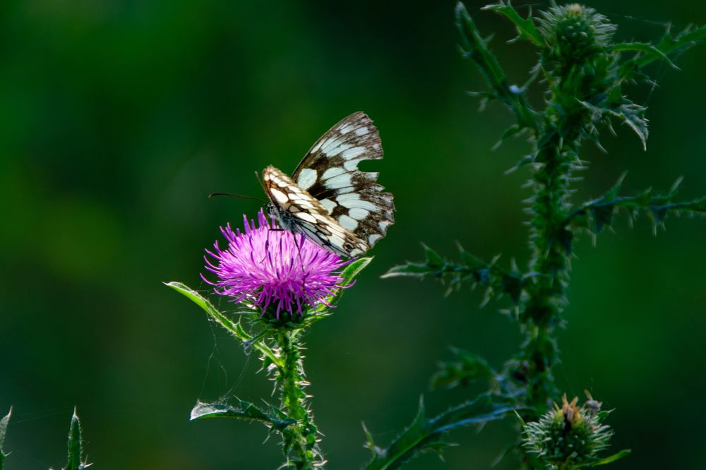 Photograph by Владимир Рогулькин