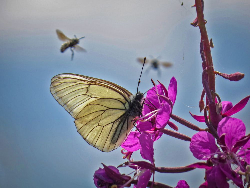 Photograph by Нина Будникова