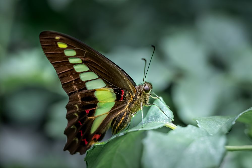 Graphium sarpedon