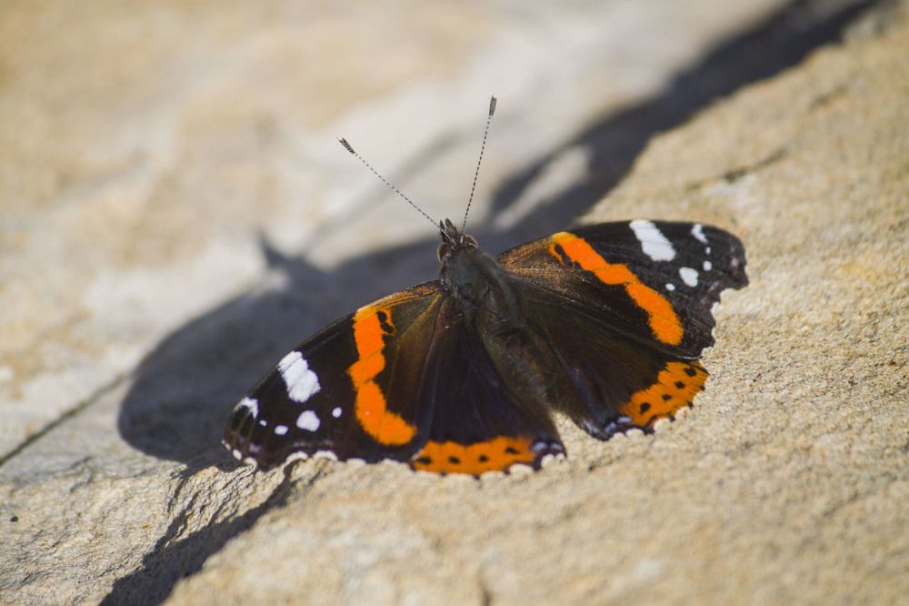 Photograph by Владислав Капанов